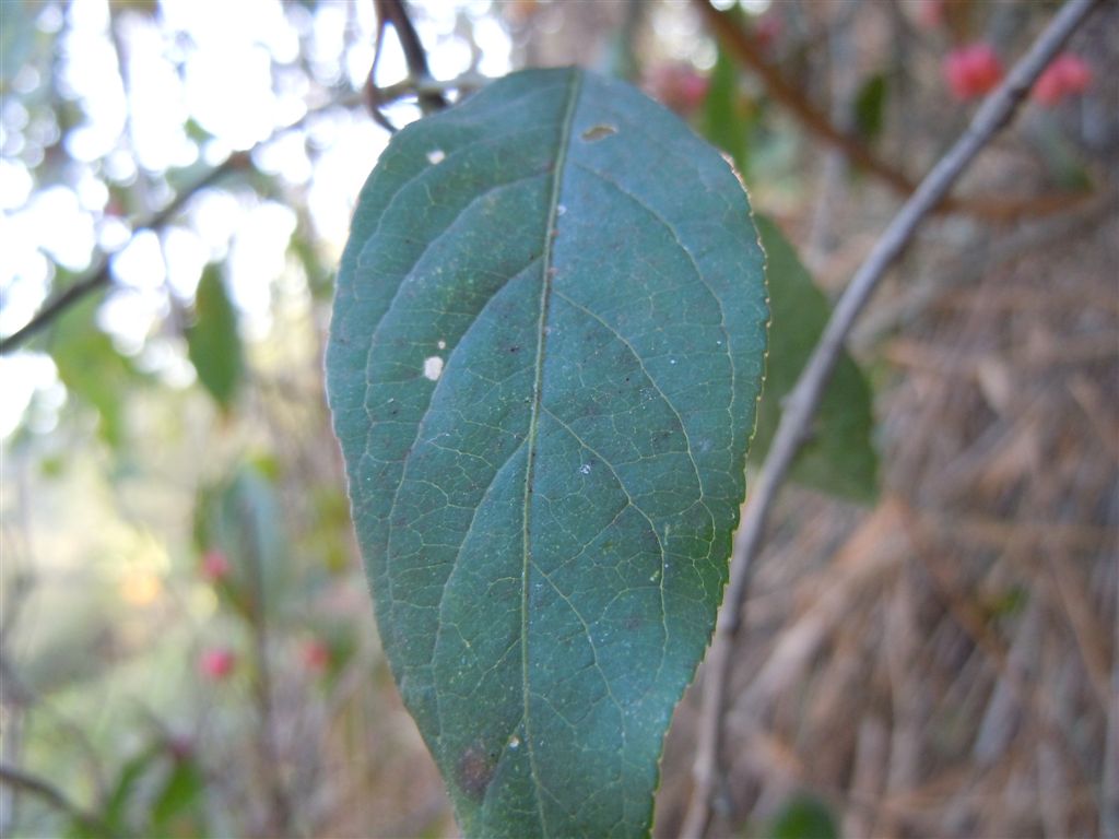 Bacche rosse - Euonymus europaeus
